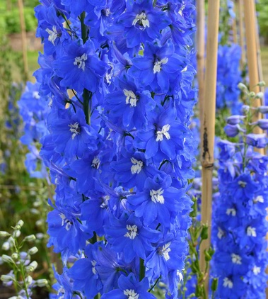 Delphinium Magic Fountains Mid Blue White Bee (1552)